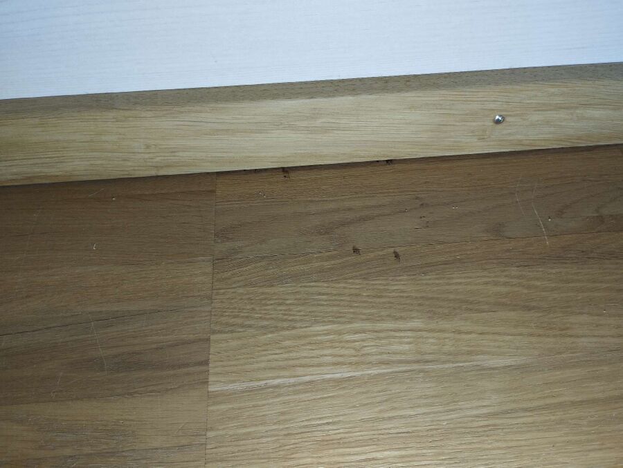 ameisen_vertreiben_bekaempfen_entfernen