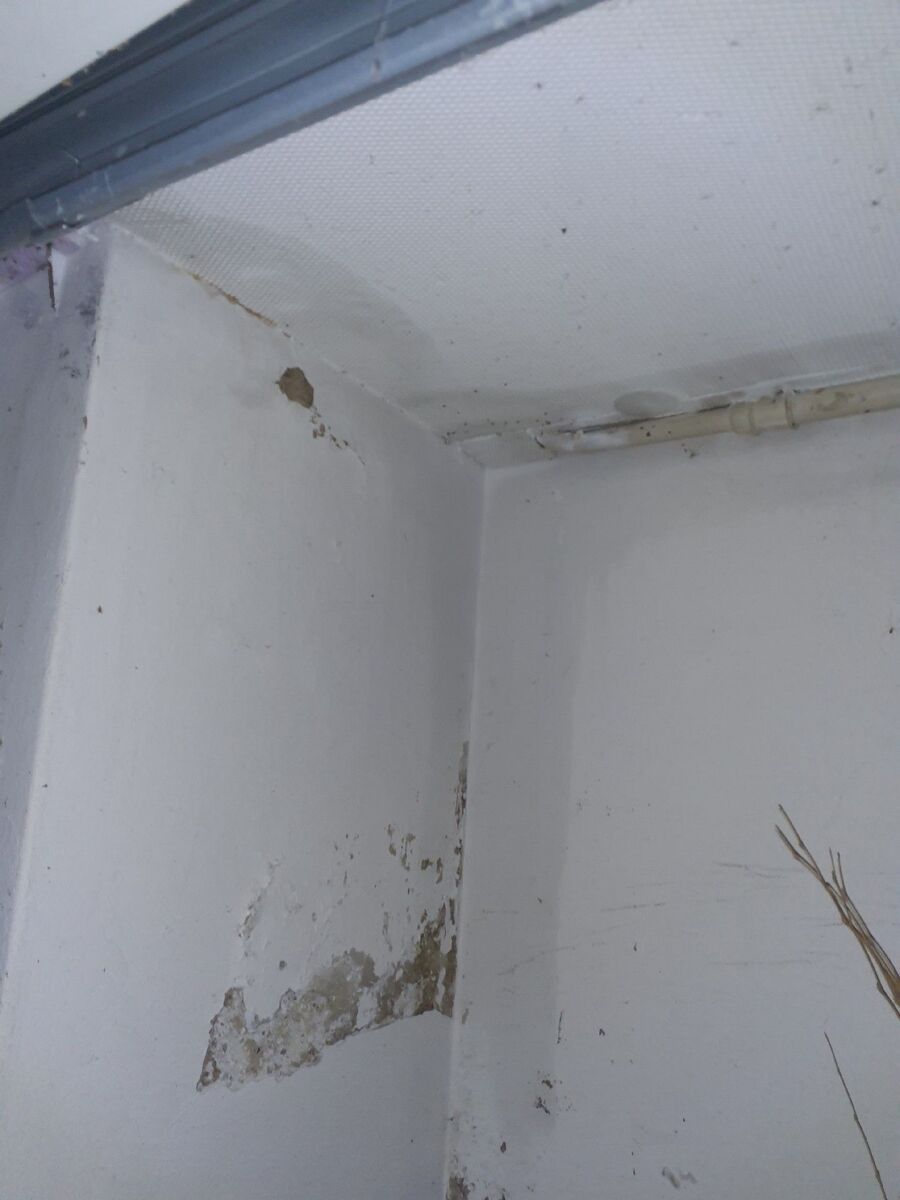 ameisen_vertreiben_bekaempfen_entfernen