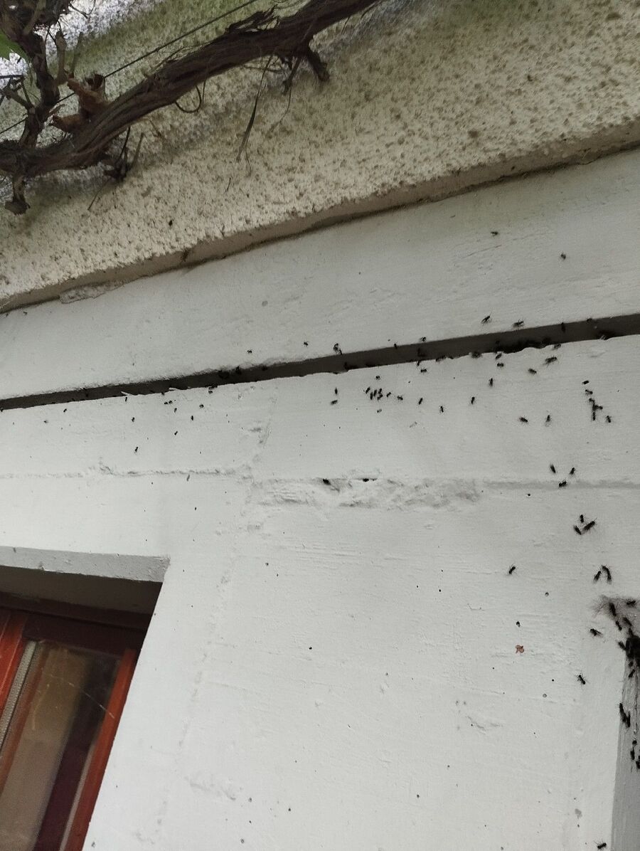 ameisen_vertreiben_bekaempfen_entfernen