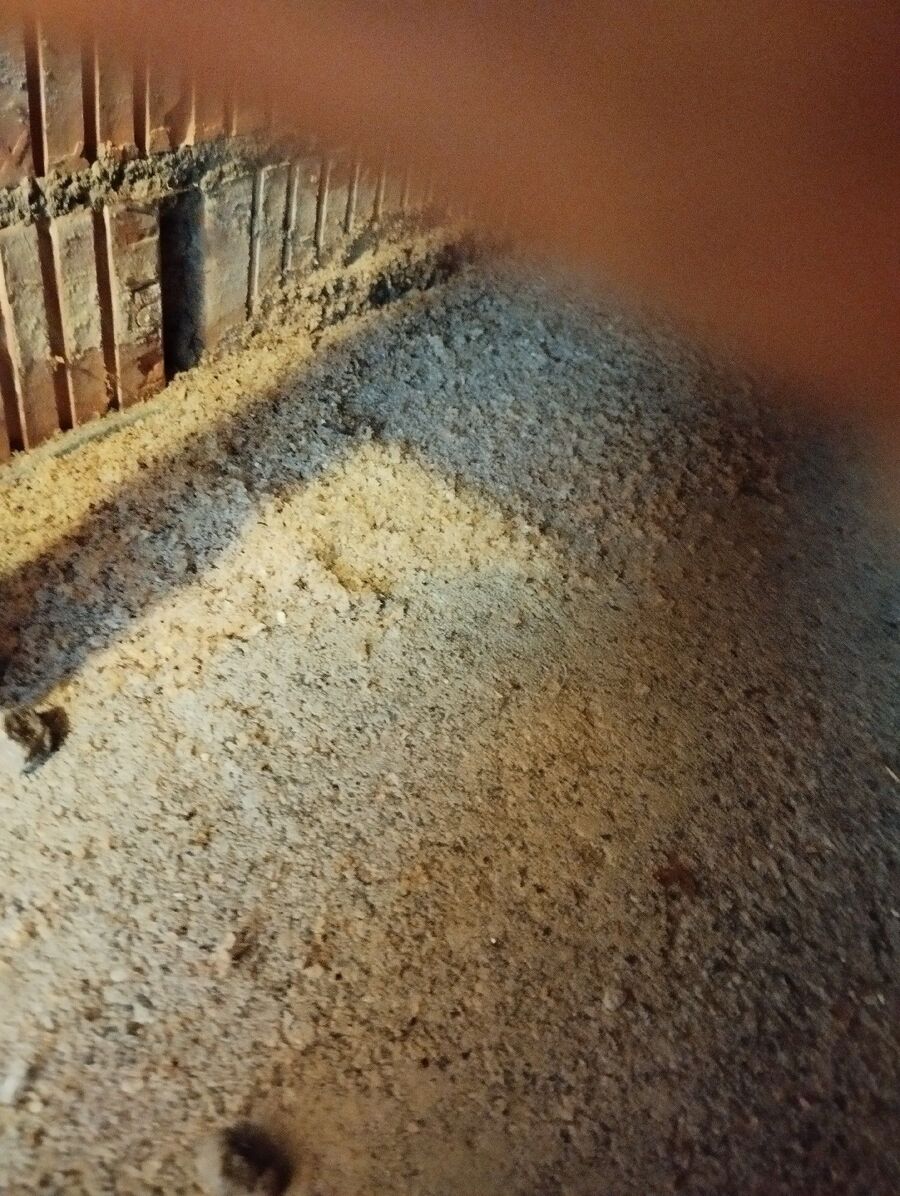 ameisen_vertreiben_bekaempfen_entfernen