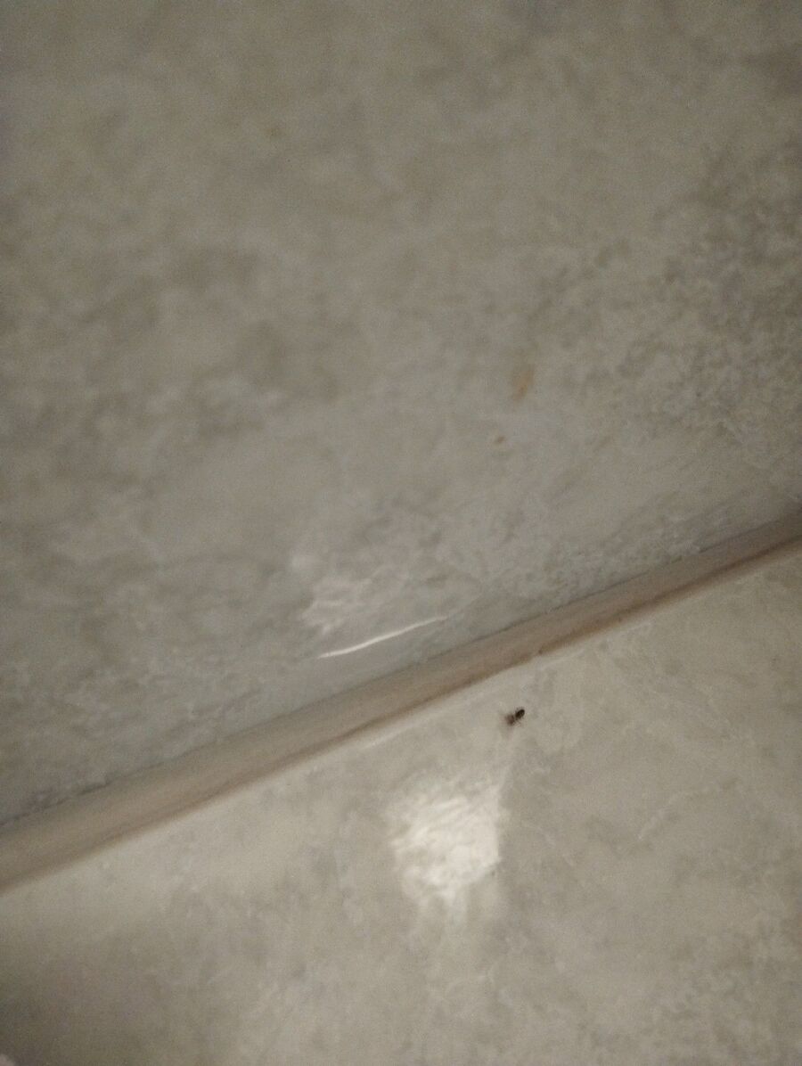 ameisen_vertreiben_bekaempfen_entfernen