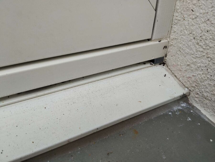 ameisen_vertreiben_bekaempfen_entfernen