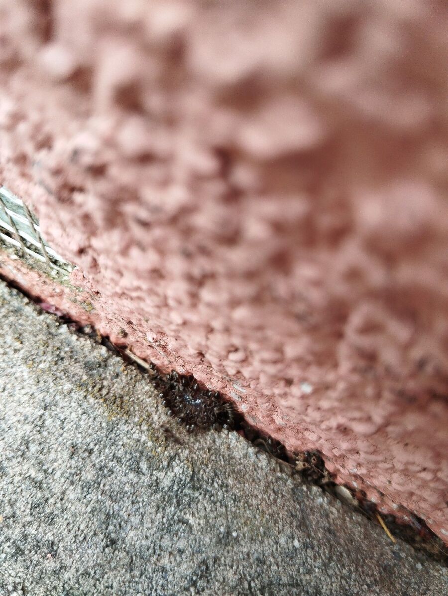 ameisen_vertreiben_bekaempfen_entfernen