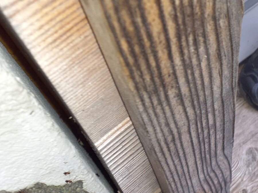 ameisen_vertreiben_bekaempfen_entfernen