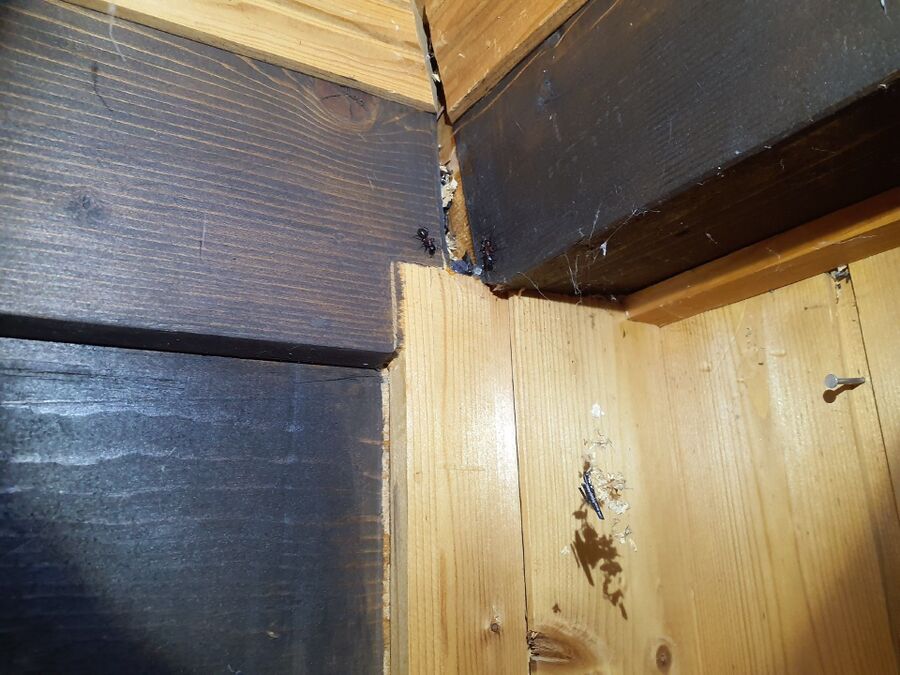 ameisen_vertreiben_bekaempfen_entfernen