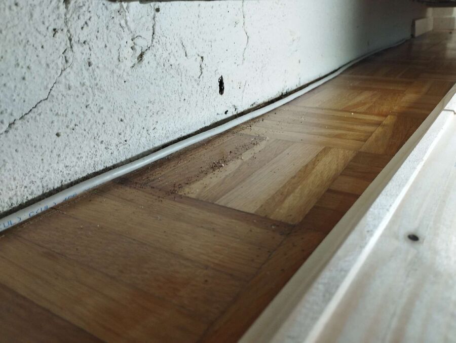 ameisen_vertreiben_bekaempfen_entfernen