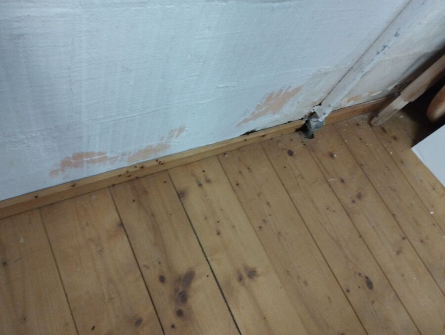 ameisen_vertreiben_bekaempfen_entfernen