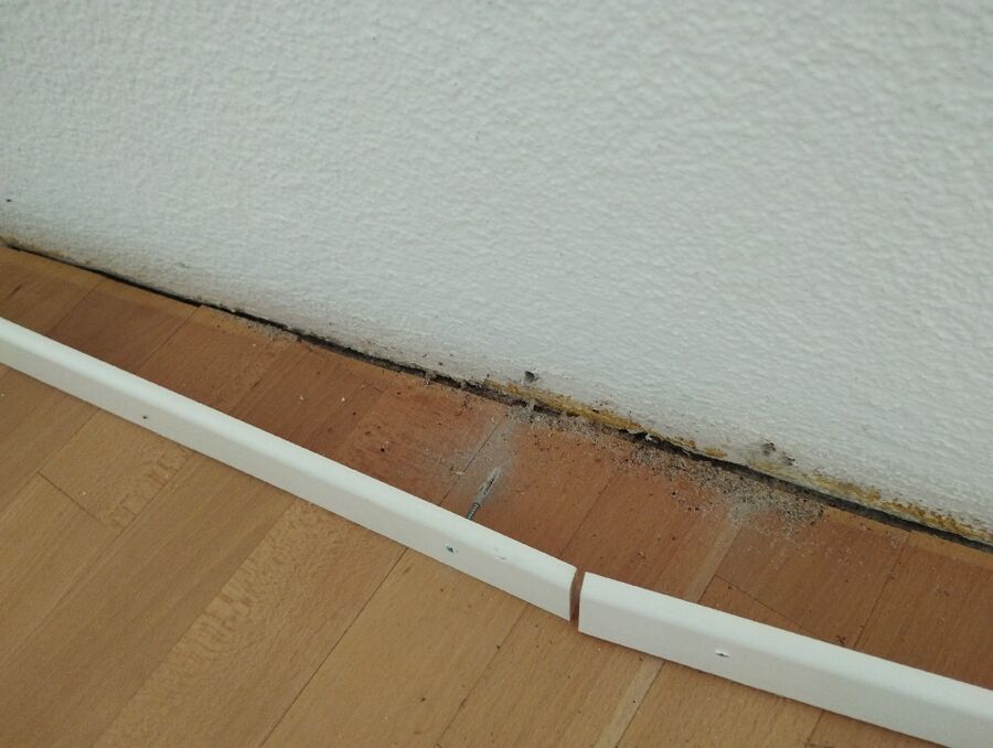 ameisen_vertreiben_bekaempfen_entfernen