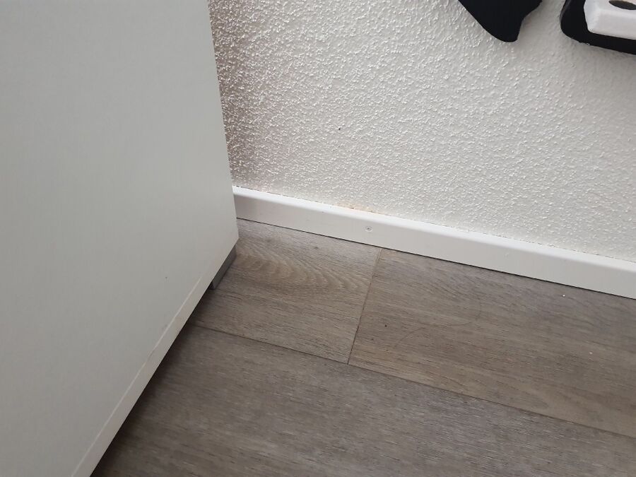 ameisen_vertreiben_bekaempfen_entfernen