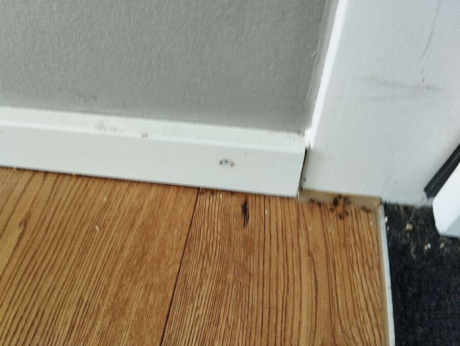 ameisen_vertreiben_bekaempfen_entfernen