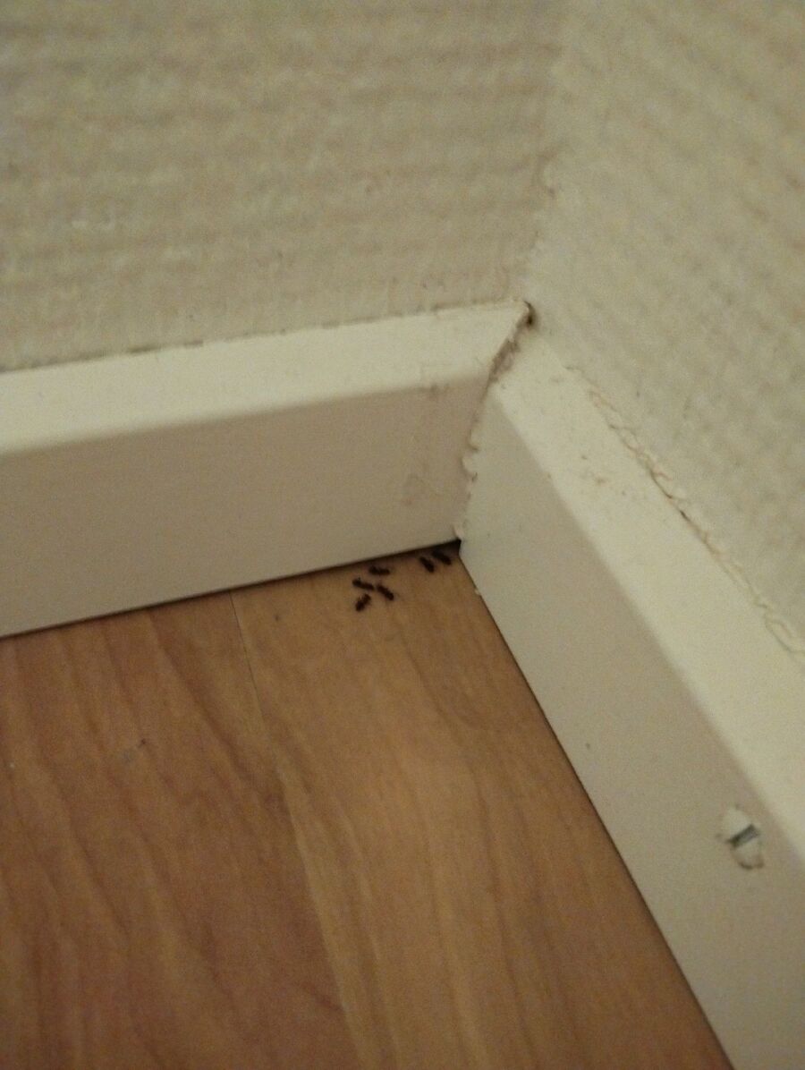 ameisen_vertreiben_bekaempfen_entfernen