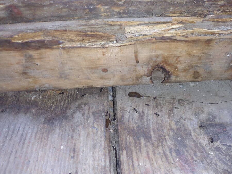 ameisen_vertreiben_bekaempfen_entfernen