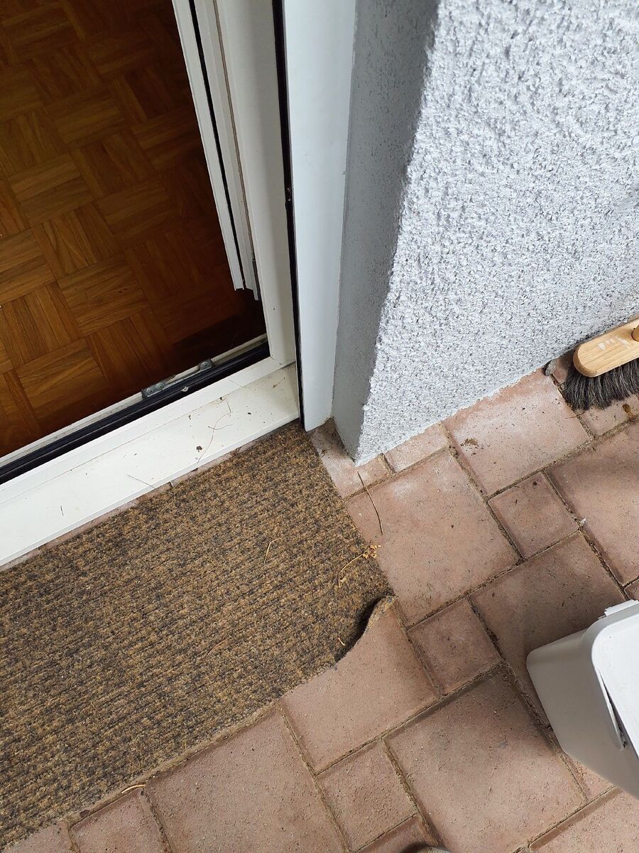 ameisen_vertreiben_bekaempfen_entfernen