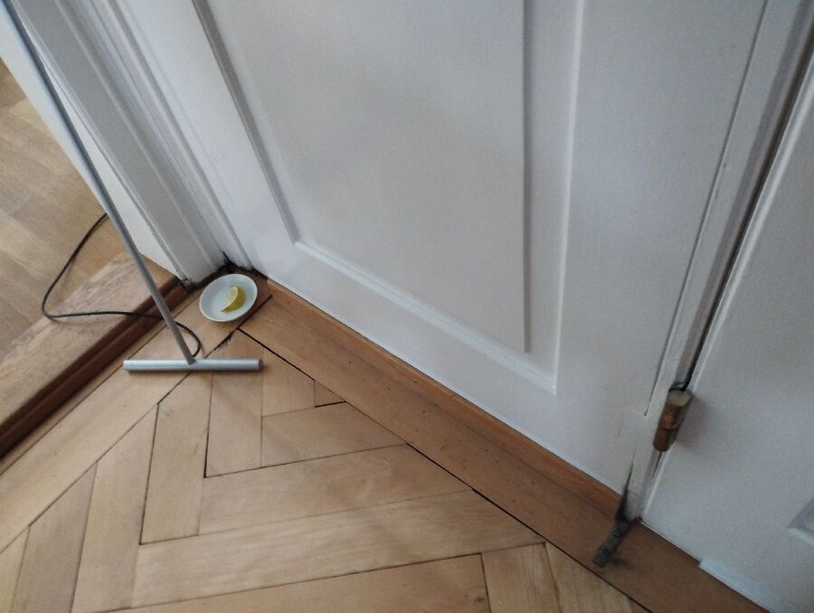 ameisen_vertreiben_bekaempfen_entfernen