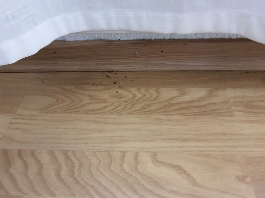 ameisen_vertreiben_bekaempfen_entfernen