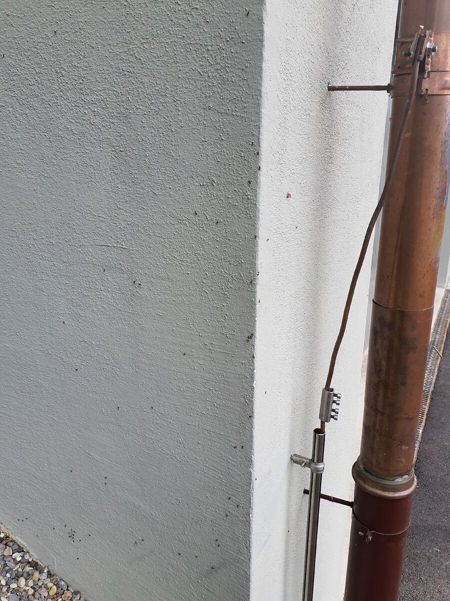 ameisen_vertreiben_bekaempfen_entfernen