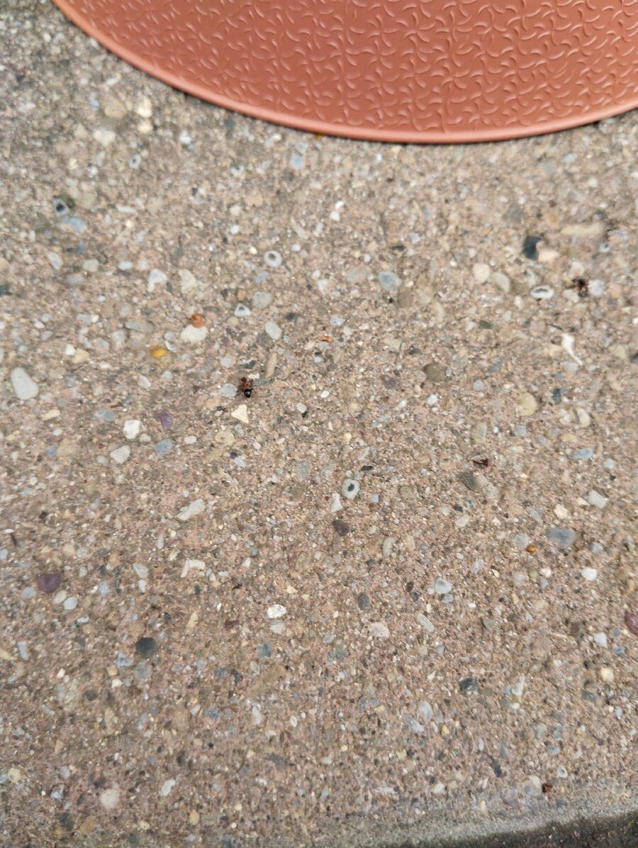 ameisen_vertreiben_bekaempfen_entfernen