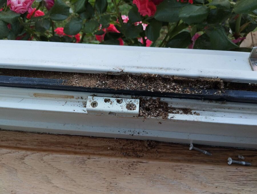 ameisen_vertreiben_bekaempfen_entfernen