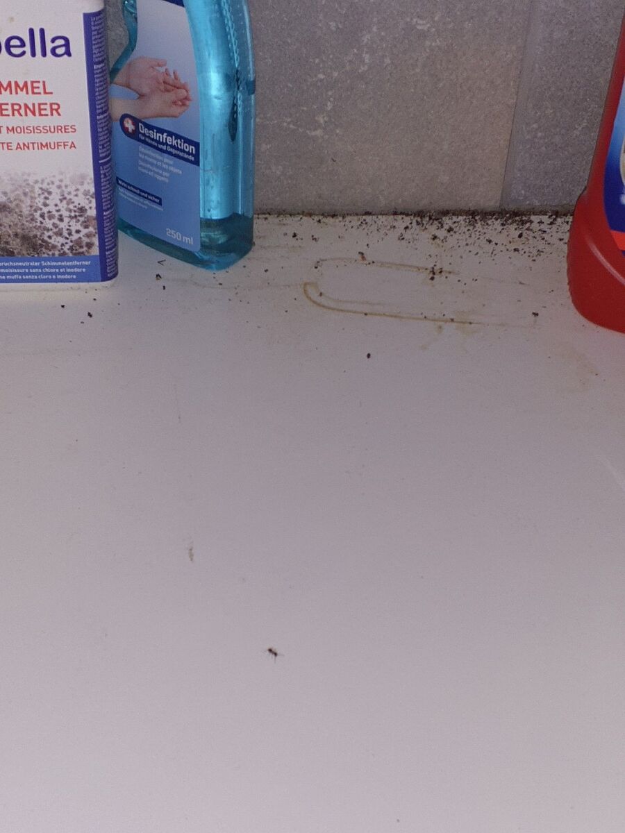 ameisen_vertreiben_bekaempfen_entfernen