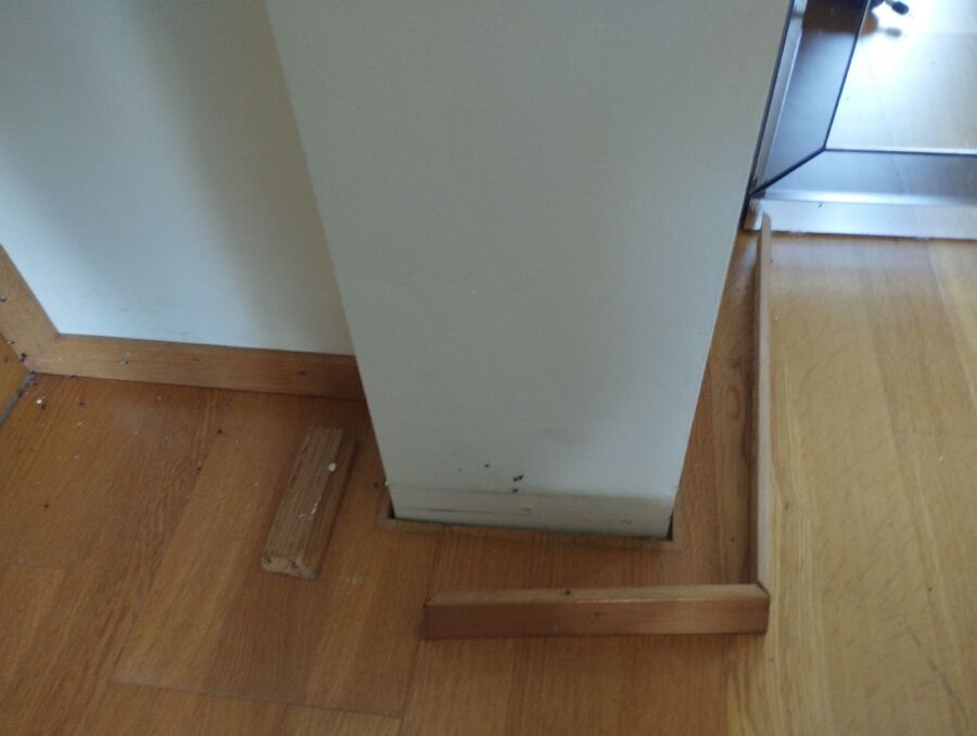 ameisen_vertreiben_bekaempfen_entfernen