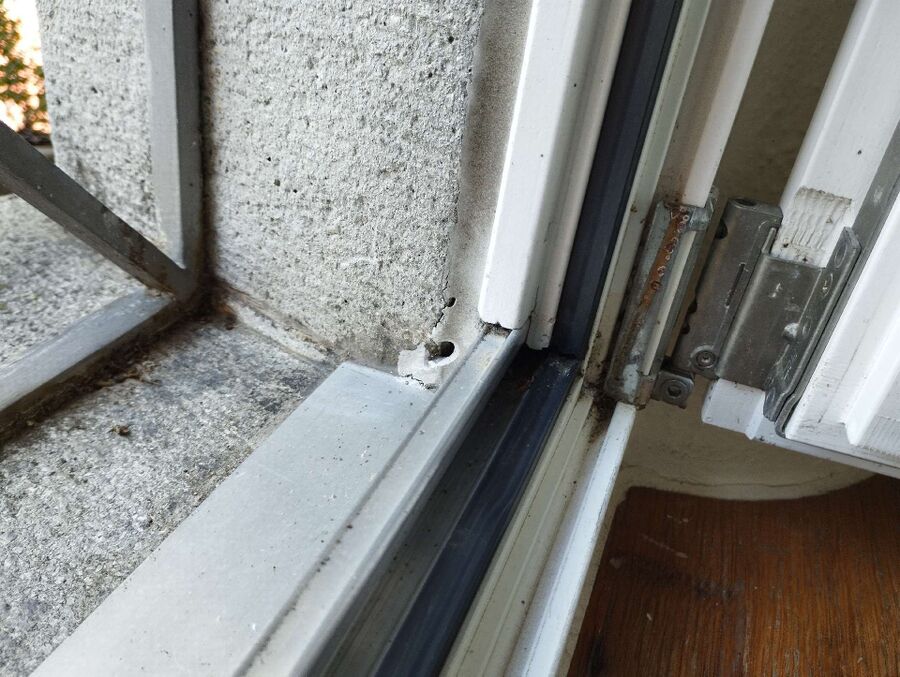 ameisen_vertreiben_bekaempfen_entfernen