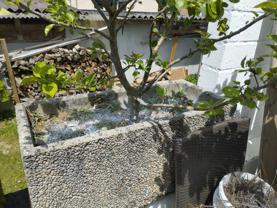 ameisen_vertreiben_bekaempfen_entfernen