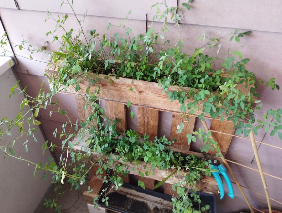 ameisen_vertreiben_bekaempfen_entfernen