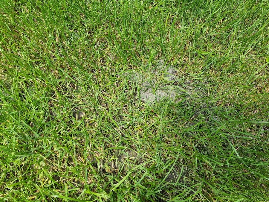 ameisen_vertreiben_bekaempfen_entfernen