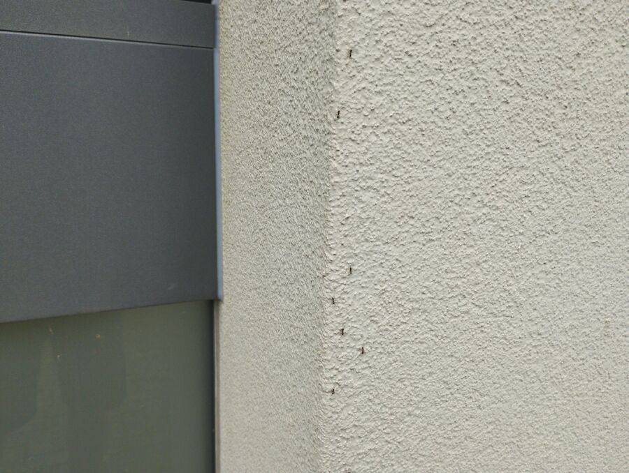 ameisen_vertreiben_bekaempfen_entfernen