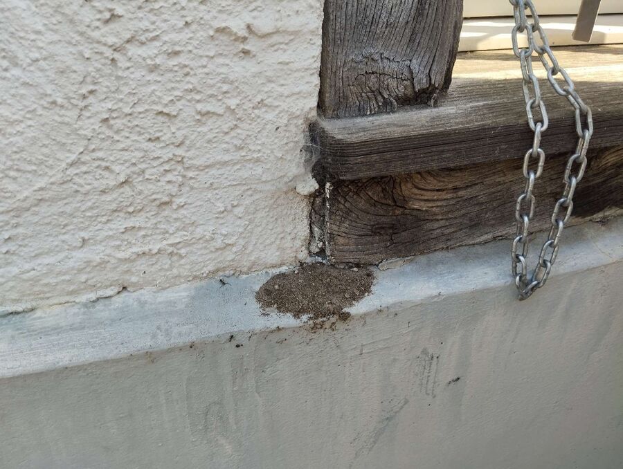 ameisen_vertreiben_bekaempfen_entfernen