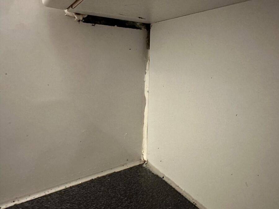 ameisen_vertreiben_bekaempfen_entfernen