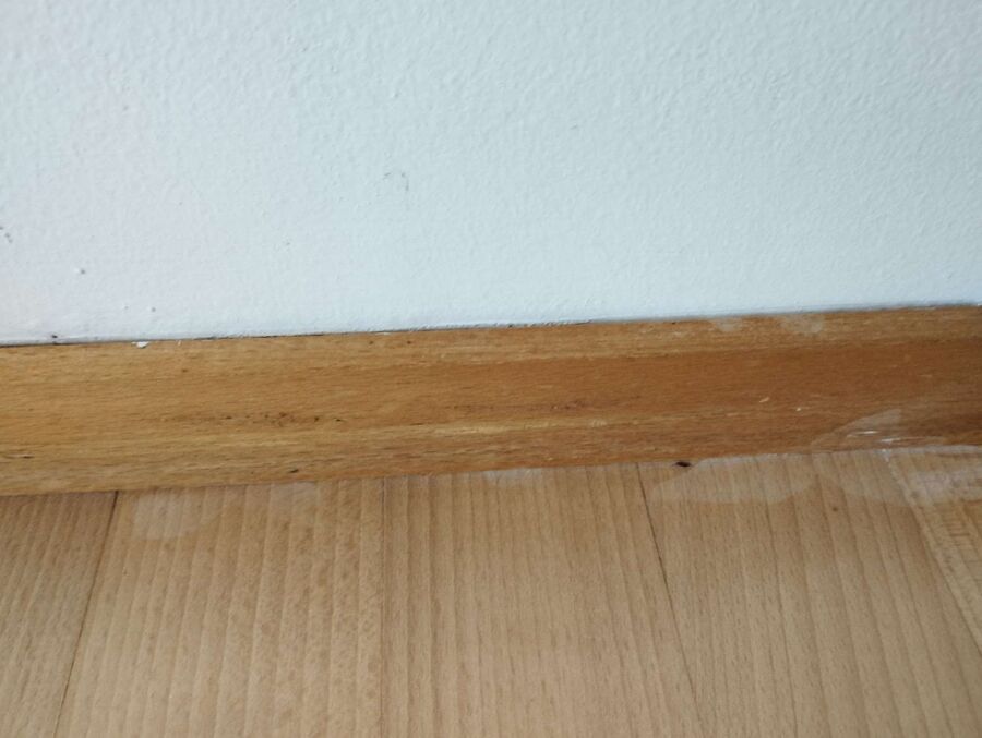 ameisen_vertreiben_bekaempfen_entfernen