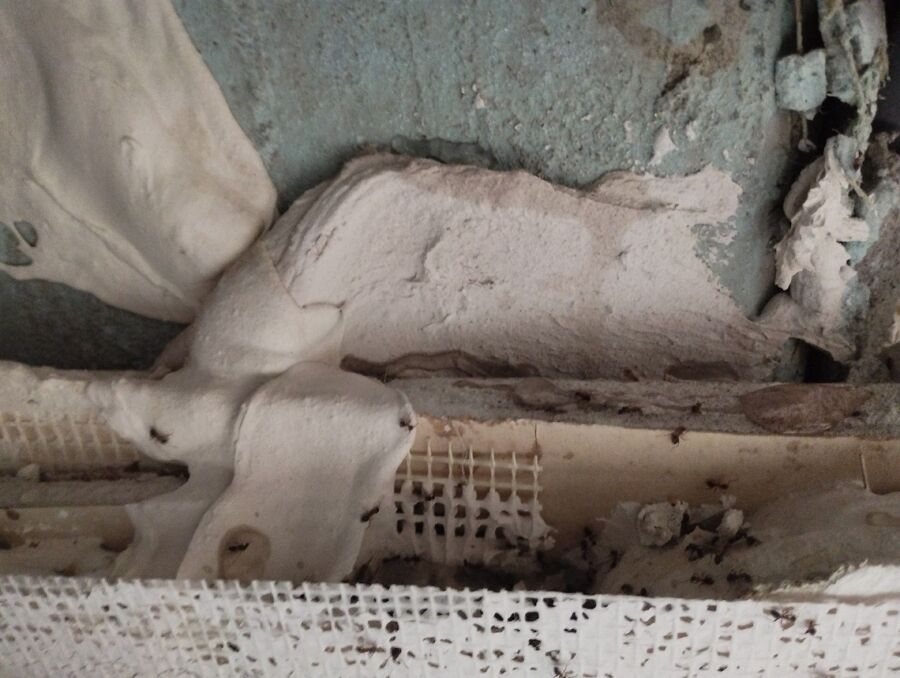 ameisen_vertreiben_bekaempfen_entfernen