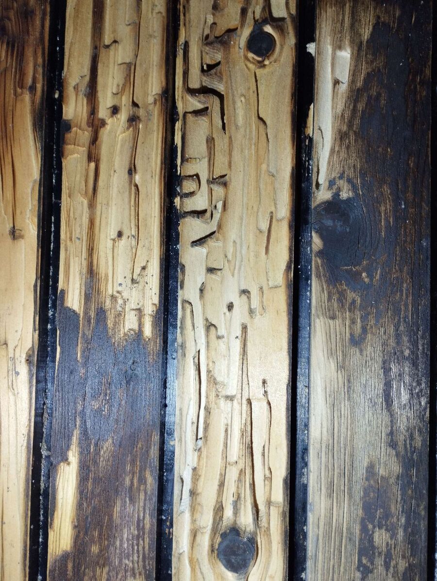 ameisen_vertreiben_bekaempfen_entfernen