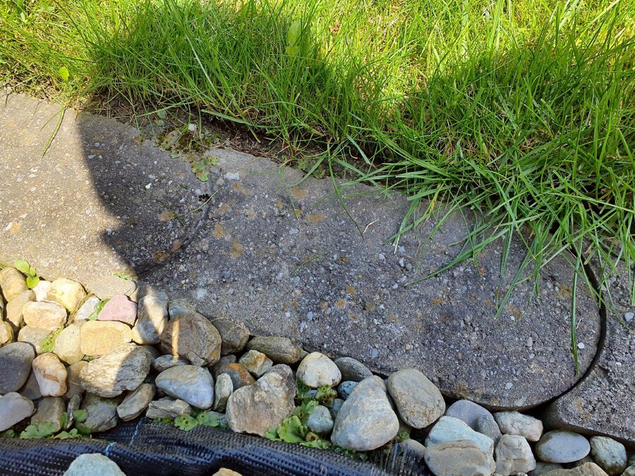 ameisen_vertreiben_bekaempfen_entfernen