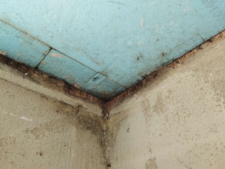 ameisen_vertreiben_bekaempfen_entfernen