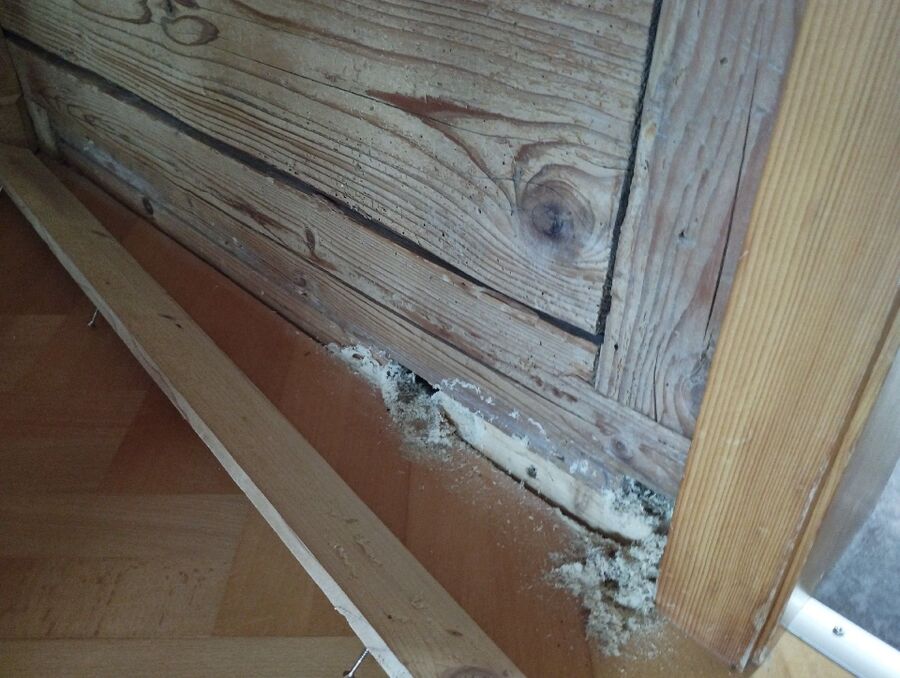 ameisen_vertreiben_bekaempfen_entfernen