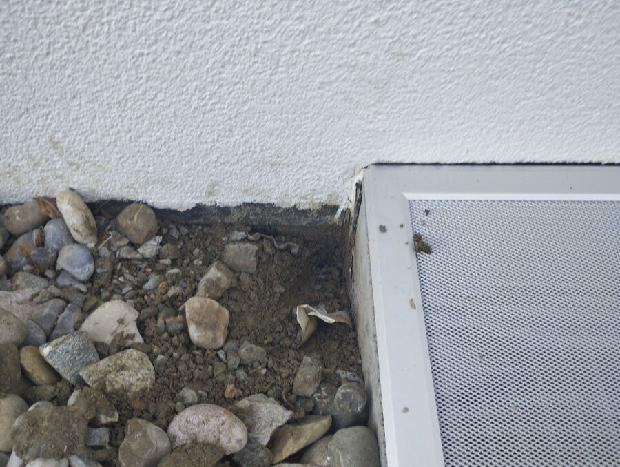 ameisen_vertreiben_bekaempfen_entfernen