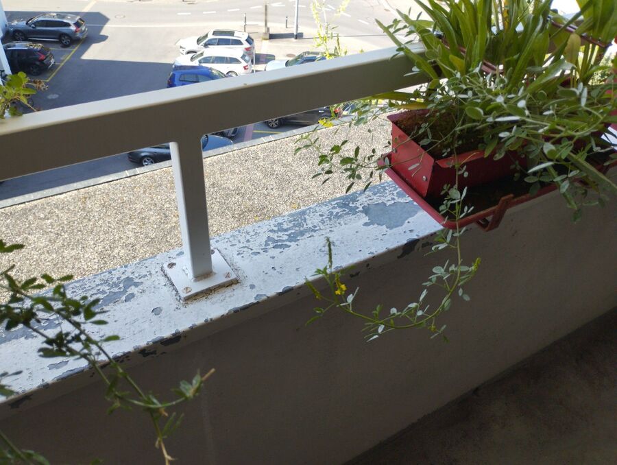 ameisen_vertreiben_bekaempfen_entfernen