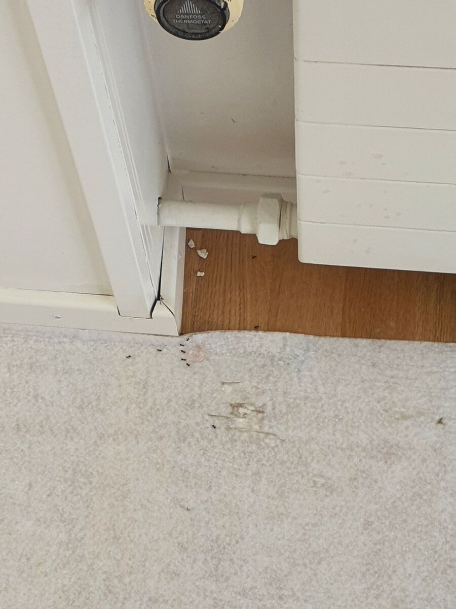 ameisen_vertreiben_bekaempfen_entfernen