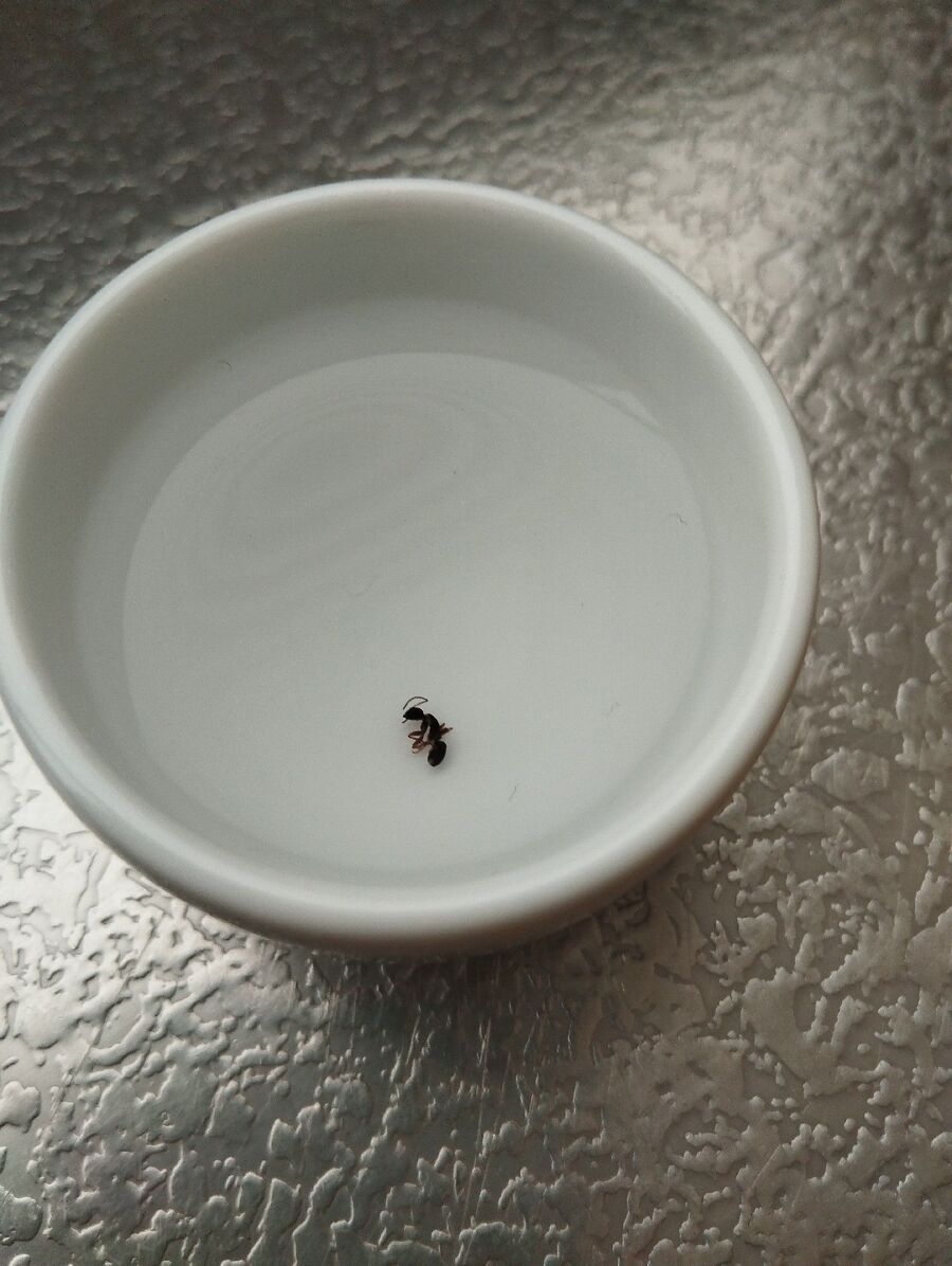 ameisen_vertreiben_bekaempfen_entfernen