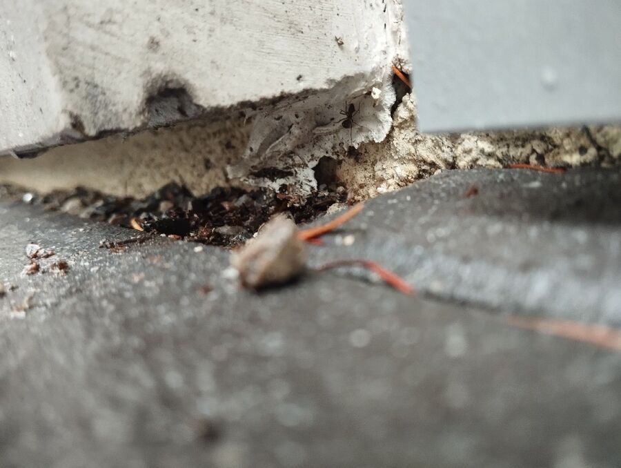 ameisen_vertreiben_bekaempfen_entfernen