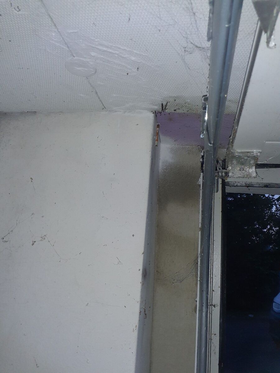 ameisen_vertreiben_bekaempfen_entfernen