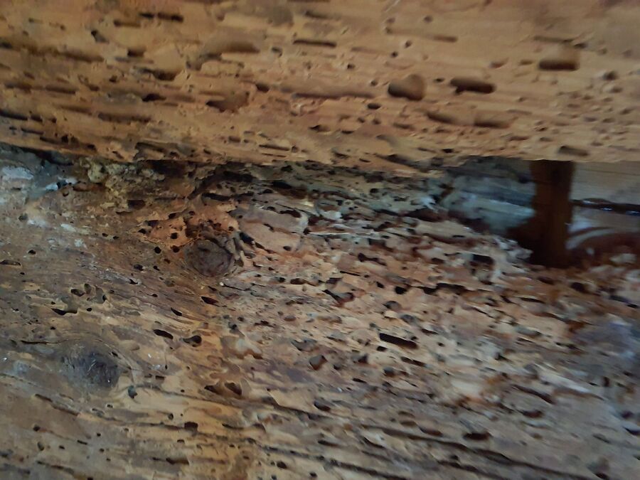 ameisen_vertreiben_bekaempfen_entfernen