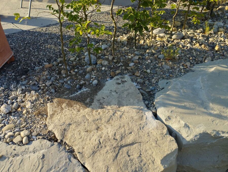 ameisen_vertreiben_bekaempfen_entfernen