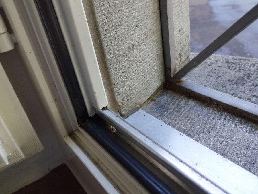 ameisen_vertreiben_bekaempfen_entfernen