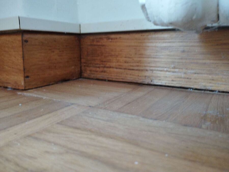 ameisen_vertreiben_bekaempfen_entfernen