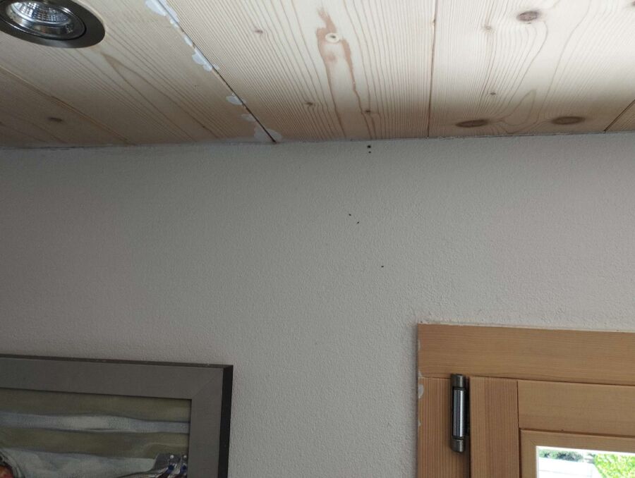 ameisen_vertreiben_bekaempfen_entfernen