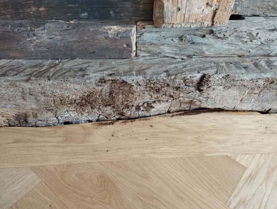 ameisen_vertreiben_bekaempfen_entfernen