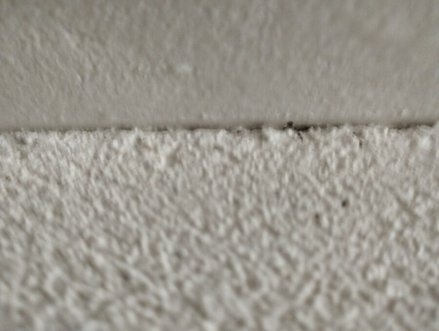 bettwanzen_bekaempfen